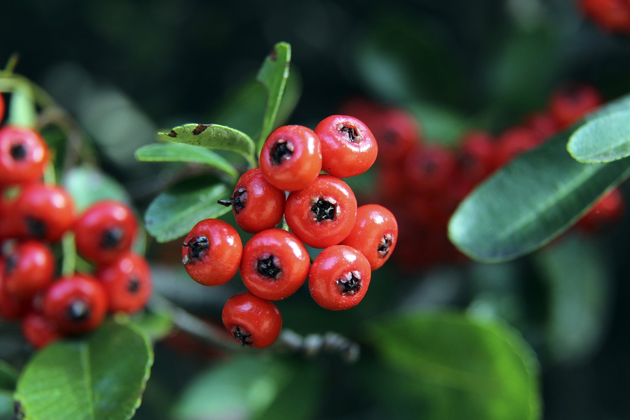 无外援核心 无外援核心